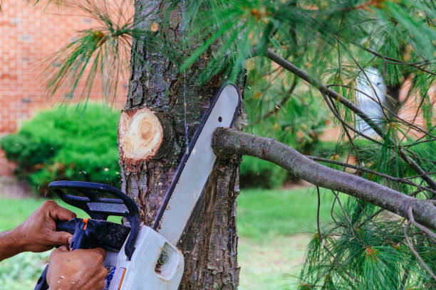  , USA Tree Removal Pros